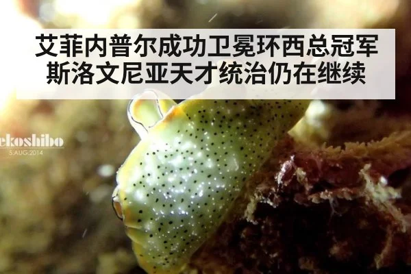 艾菲内普尔成功卫冕环西总冠军 斯洛文尼亚天才统治仍在继续